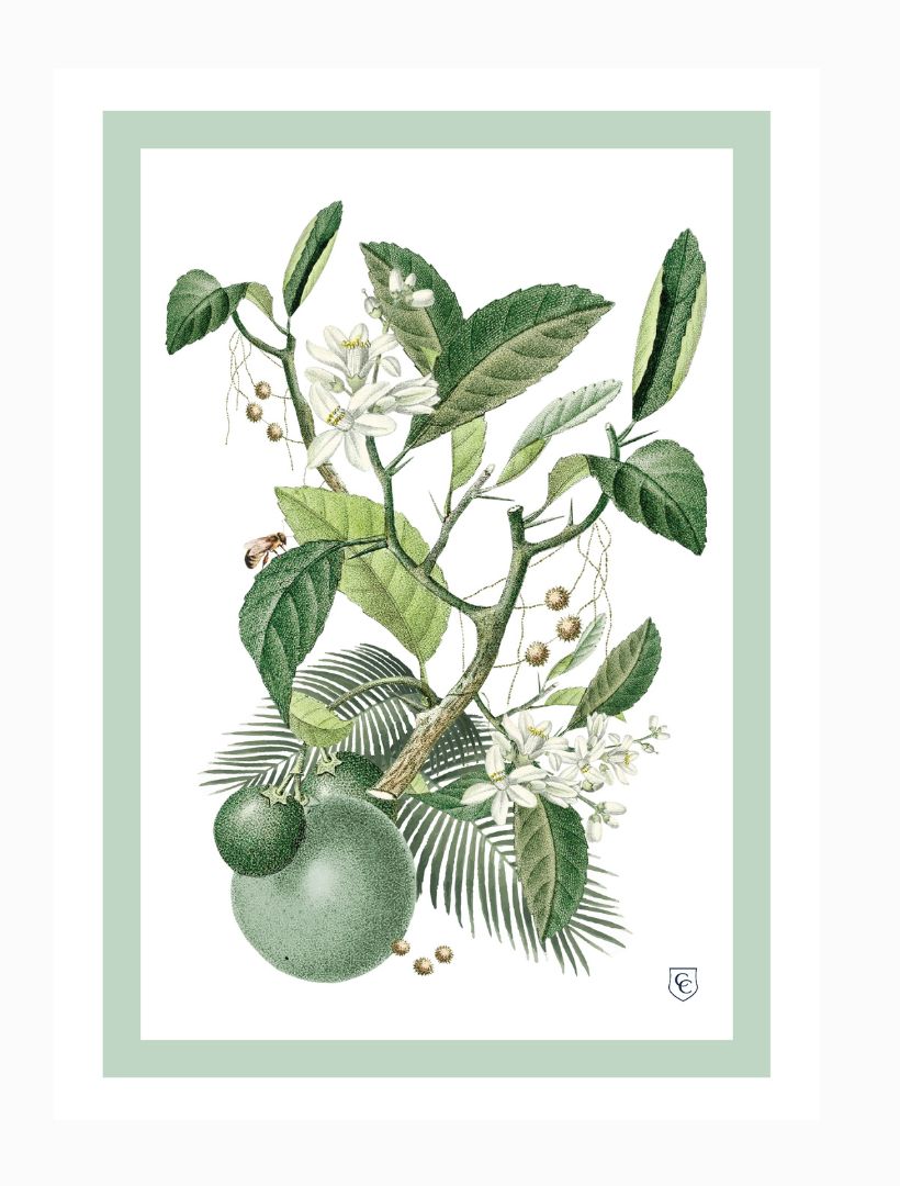 TEA TOWEL - LIMES