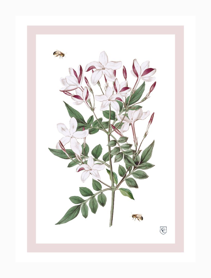 TEA TOWEL - JASMINE
