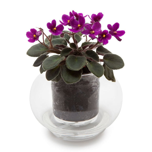POT SMALL SELF-WATERING