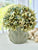 POT CABBAGE LEAF - LARGE