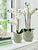 POT CABBAGE LEAF - SMALL